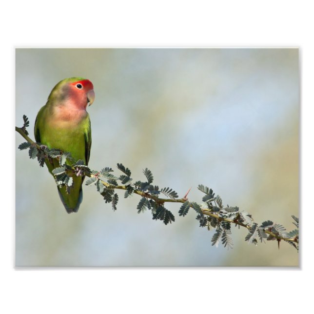 Rosy- faced love bird on a branch photo print (Front)