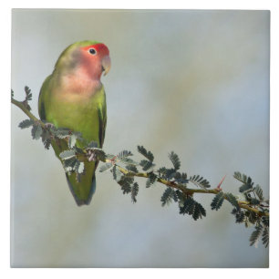 Rosy- faced love bird on a branch photo tile