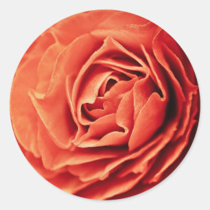 rosy living classic round sticker