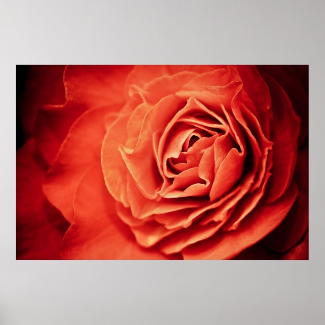 rosy living poster (Front)