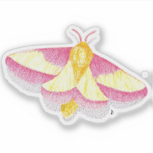 Rosy Maple Moth