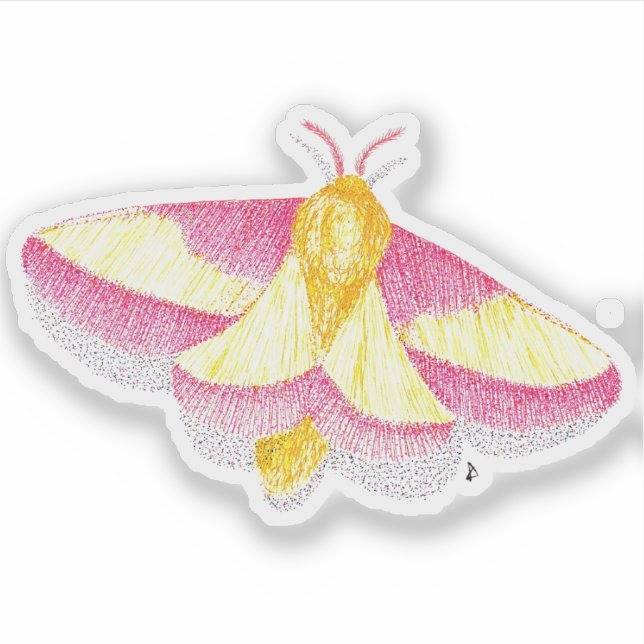 Rosy Maple Moth (Front)