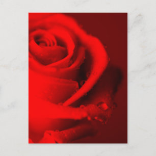 Rote Rose Postcard