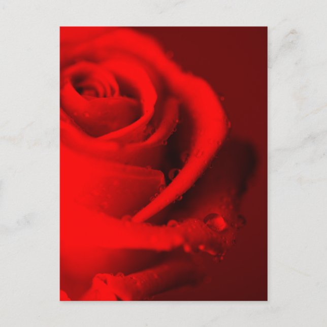 Rote Rose Postcard (Front)
