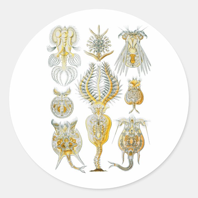 Rotifers Classic Round Sticker (Front)