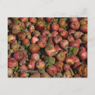 Rotten Apples Postcard