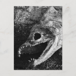 Rotten Fish Head Bones Postcard