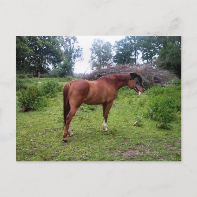 Rotthorse Postcard (Front)