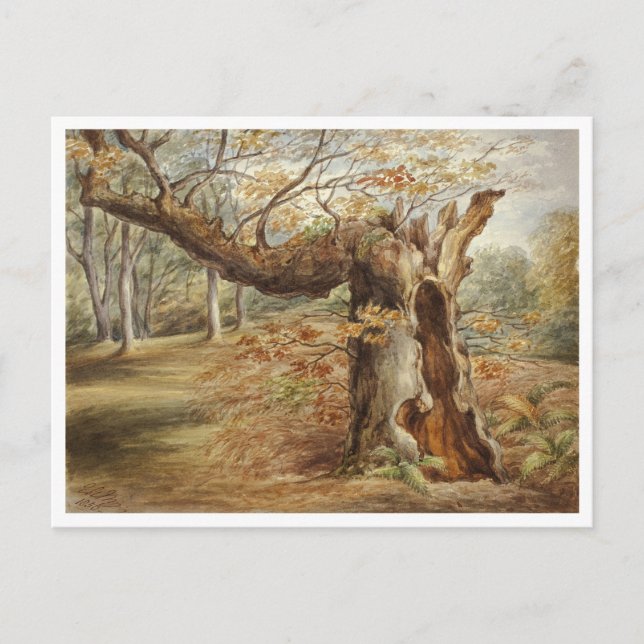 Rotting Tree by Elizabeth Murray Postcard (Front)