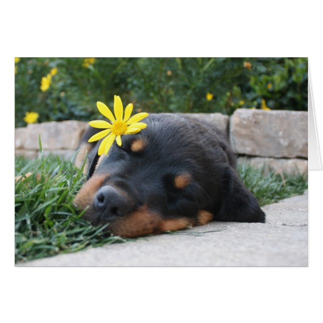 Rottweiler (Front Horizontal)