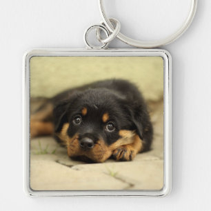 Rottweiler20150901 Key Ring