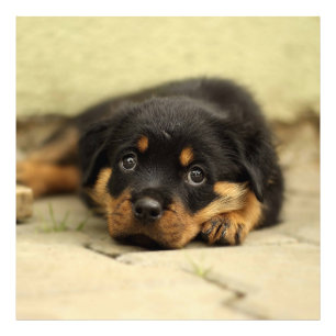 Rottweiler20150901 Photo Print