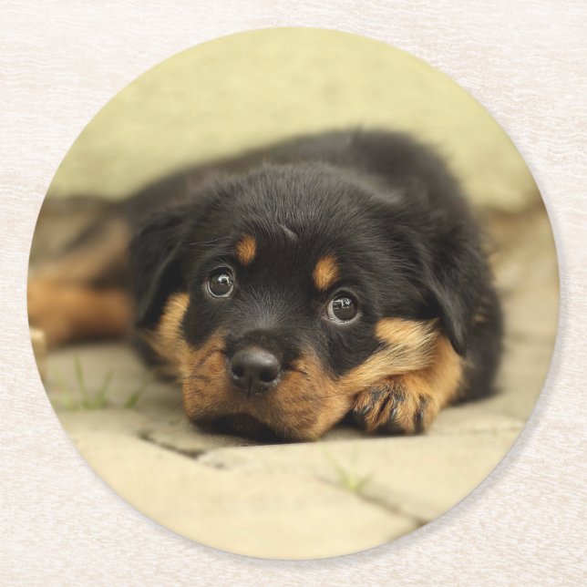 Rottweiler20150901 Round Paper Coaster (Front)