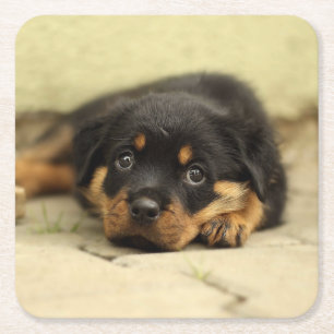 Rottweiler20150901 Square Paper Coaster