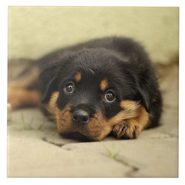 Rottweiler20150901 Tile (Front)