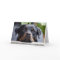 rottweiler 2.png