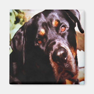 Rottweiler Artistic Pet Portait Magnet