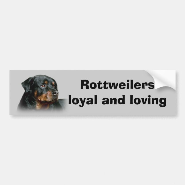 Rottweiler Bumper Sticker (Front)
