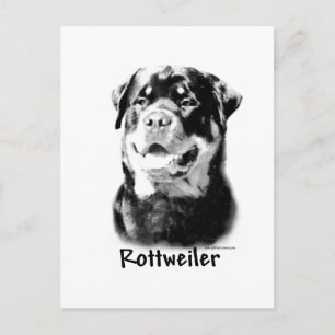 Rottweiler Charcoal Postcard