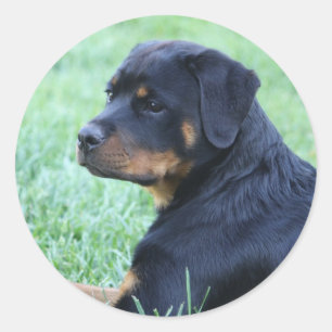 Rottweiler Classic Round Sticker