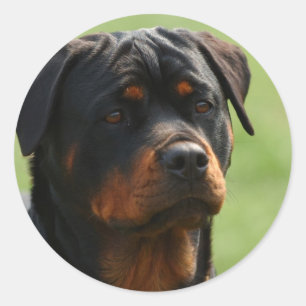 Rottweiler Classic Round Sticker
