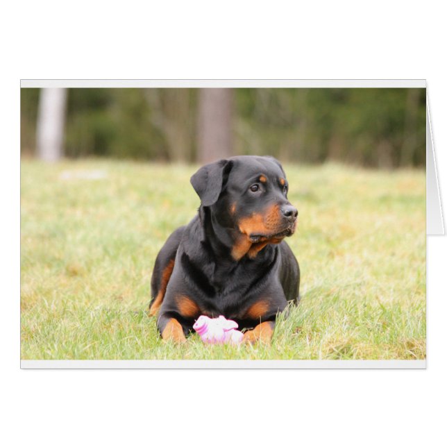 Rottweiler Dog (Front Horizontal)