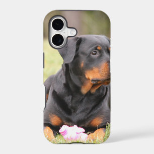 Rottweiler Dog