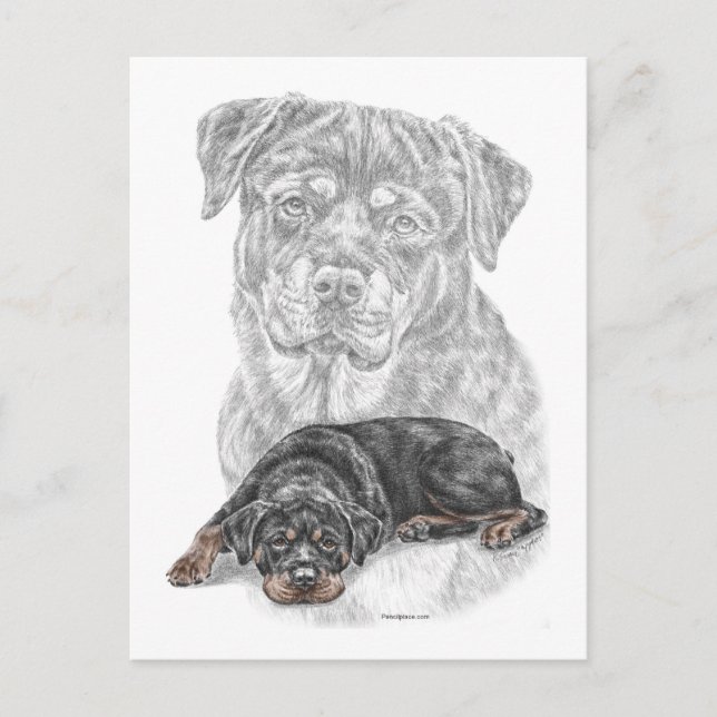 Rottweiler Dog Art Postcard (Front)
