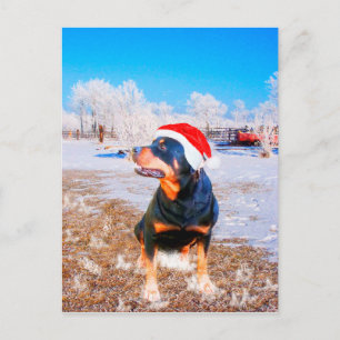 Rottweiler Dog Christmas Painting Holiday Postcard