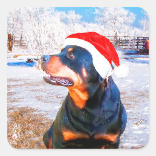 Rottweiler Dog Christmas Painting Square Sticker