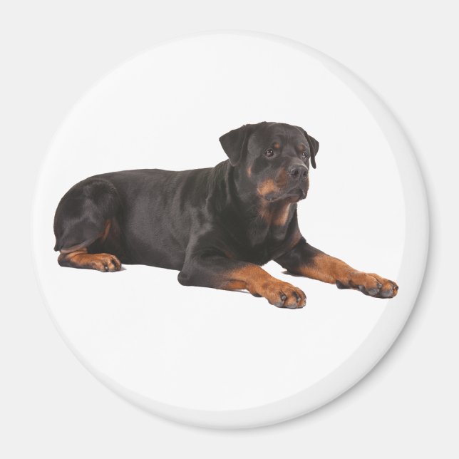 ROTTWEILER DOG FRIDGE MAGNET (Front)