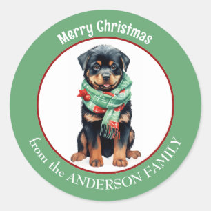 Rottweiler Dog in Red and Green Christmas Scarf Classic Round Sticker