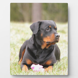 Rottweiler Dog Plaque