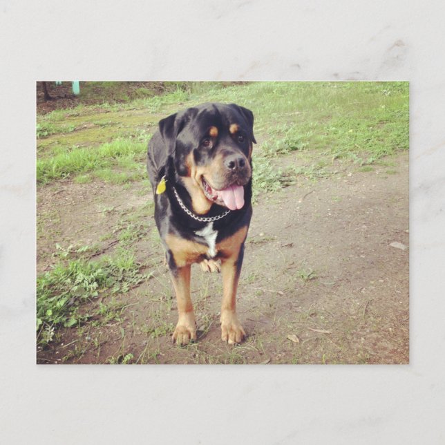 rottweiler-full postcard (Front)