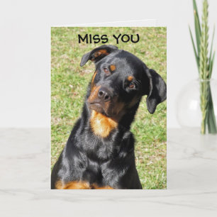 Rottweiler Get Well Soon Card