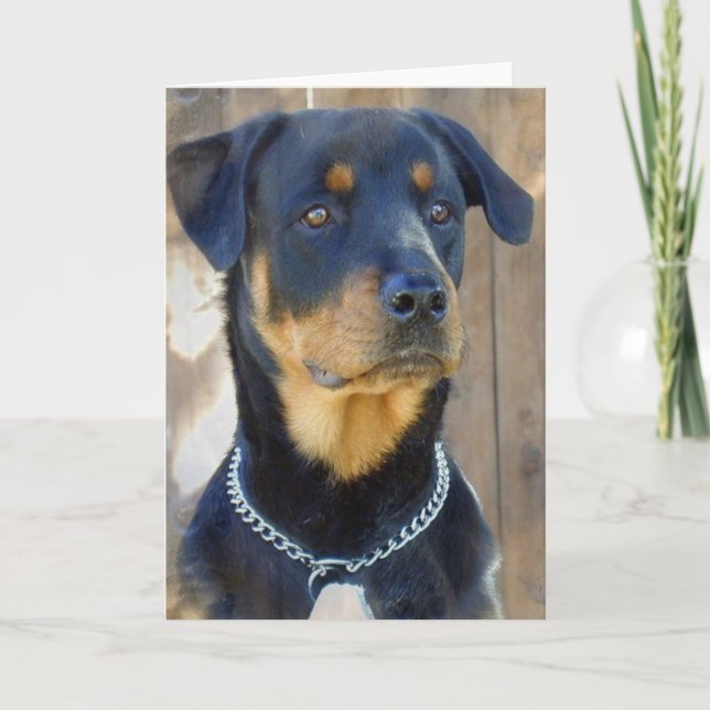 Rottweiler Greeting Card (Front)