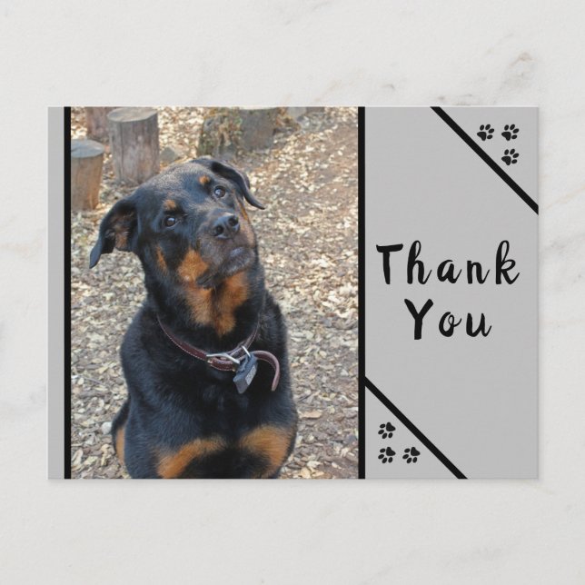 Rottweiler Head Tilt Cuteness Thank You Postcard (Front)