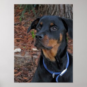 Rottweiler Heidi Poster