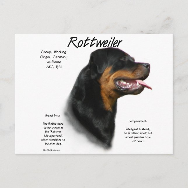 Rottweiler History Design Postcard (Front)