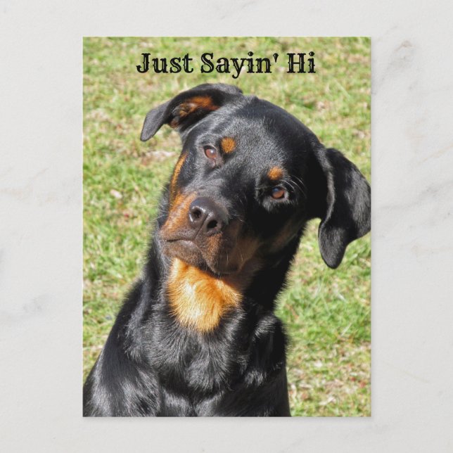 Rottweiler Just Sayin' Hi Postcard (Front)