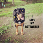 rottweiler love w pic tan photo sculpture key ring<br><div class="desc">r</div>