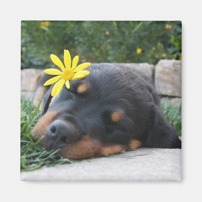 Rottweiler Magnet (Front)