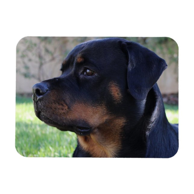 Rottweiler magnet (Horizontal)