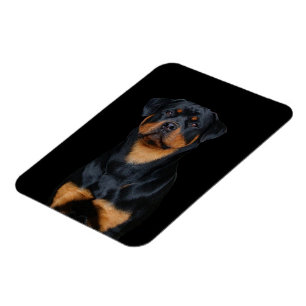 Rottweiler   magnet