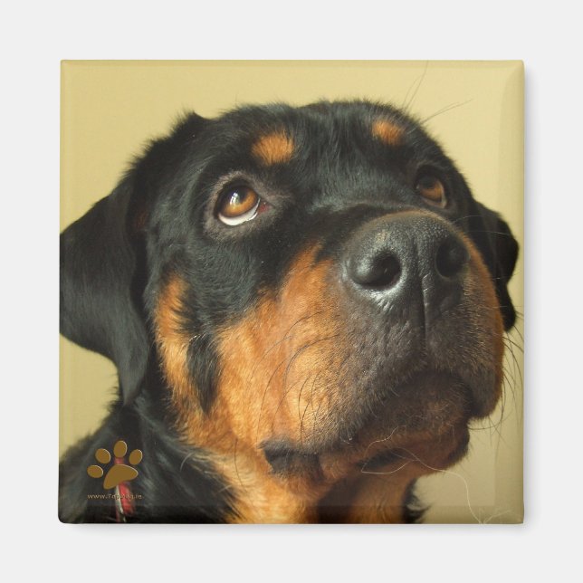 Rottweiler Magnet (Front)