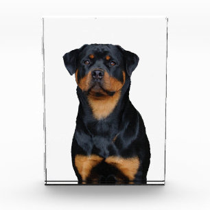 Rottweiler   photo block