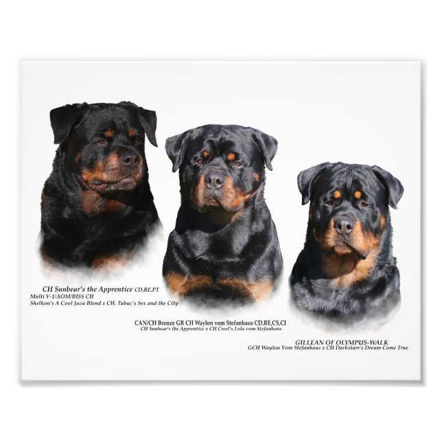 Rottweiler Photo Print (Front)