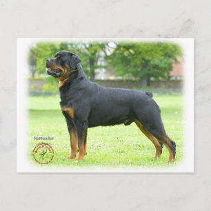 Rottweiler Postcard
