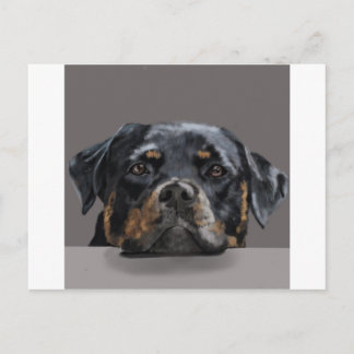 Rottweiler Postcard