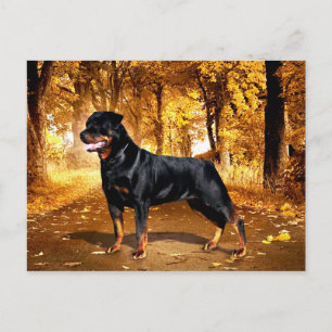 Rottweiler Postcard